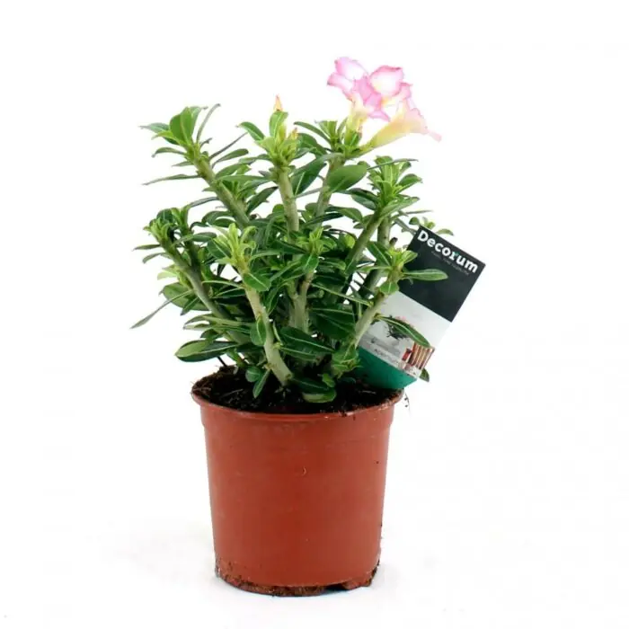 Direct leverbaar | Woestijnroos - Adenium Obesum "roze"