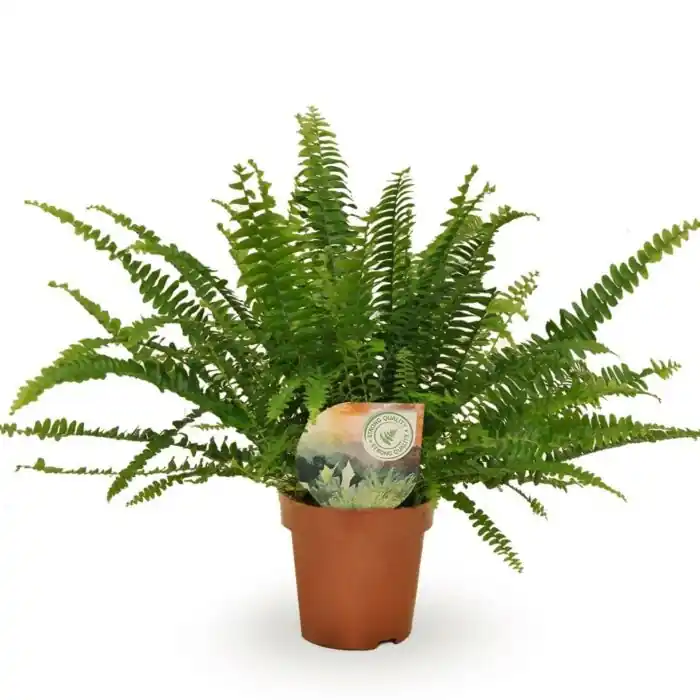 Spoedlevering | Krulvaren - Nephrolepis Green Lady