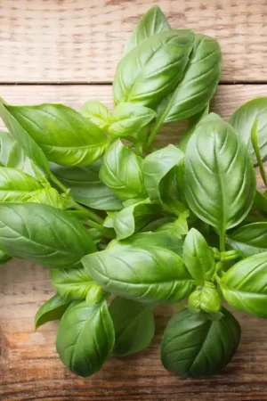 Zaden basilicum grote groene - Extra voordeel