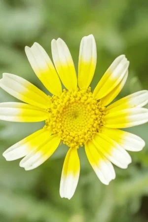 Aanbieding loopt bijna af - Zaden chrysant eetbaar shungiku