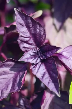 Zaden basilicum purper - Spoedlevering