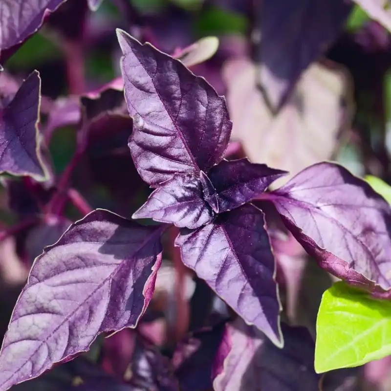 Zaden basilicum purper - Spoedlevering