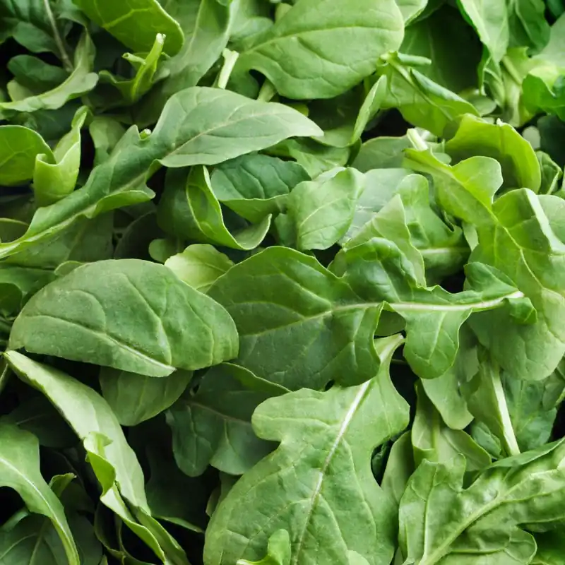 Voeg toe aan winkelwagen - Zaden rucola geteeld