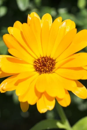 Zaden tuin-goudsbloem - Snelle levering