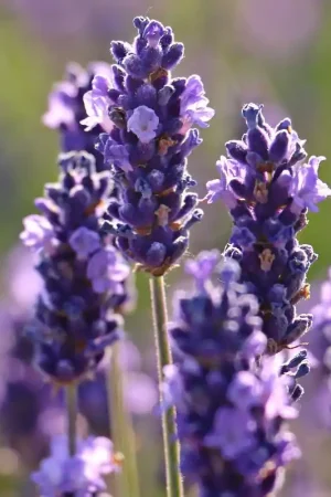 Zeer goed beoordeeld - Zaden lavendel