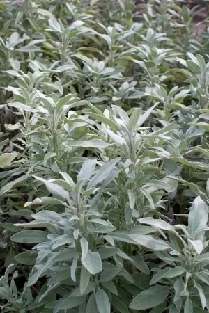 Zaden salie officinalis - Extra korting