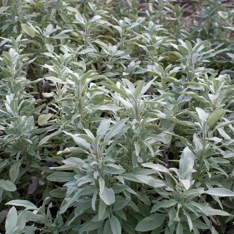 Zaden salie officinalis - Extra korting