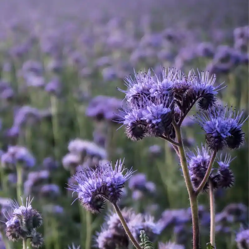 Pak je kans - Zaden phacelia (groenbemester)