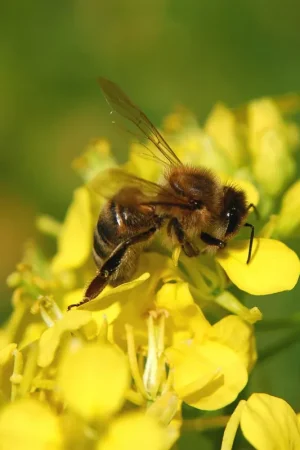 Zaden honingbloemen (groenbemester) - Topprijs