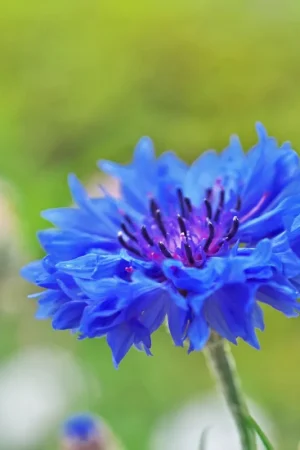 Erg populair - Zaden korenbloem blauw