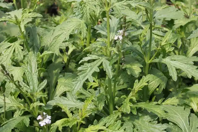 Zaden verbena officinalis - Direct bestellen