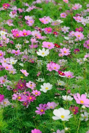 Zaden cosmos sensation gemengd - Hoog gewaardeerd