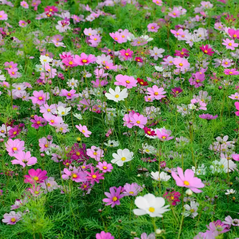 Zaden cosmos sensation gemengd - Hoog gewaardeerd