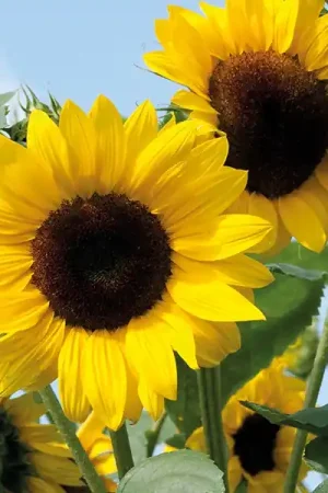 Beste prijs | Zaden zonnebloem decoratieve mengeling