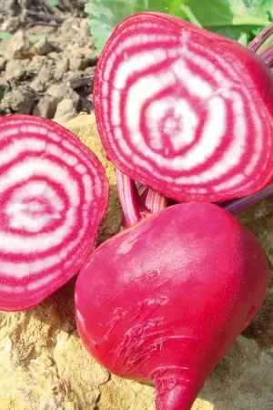 Zaden rode biet chioggia | Veel gekozen