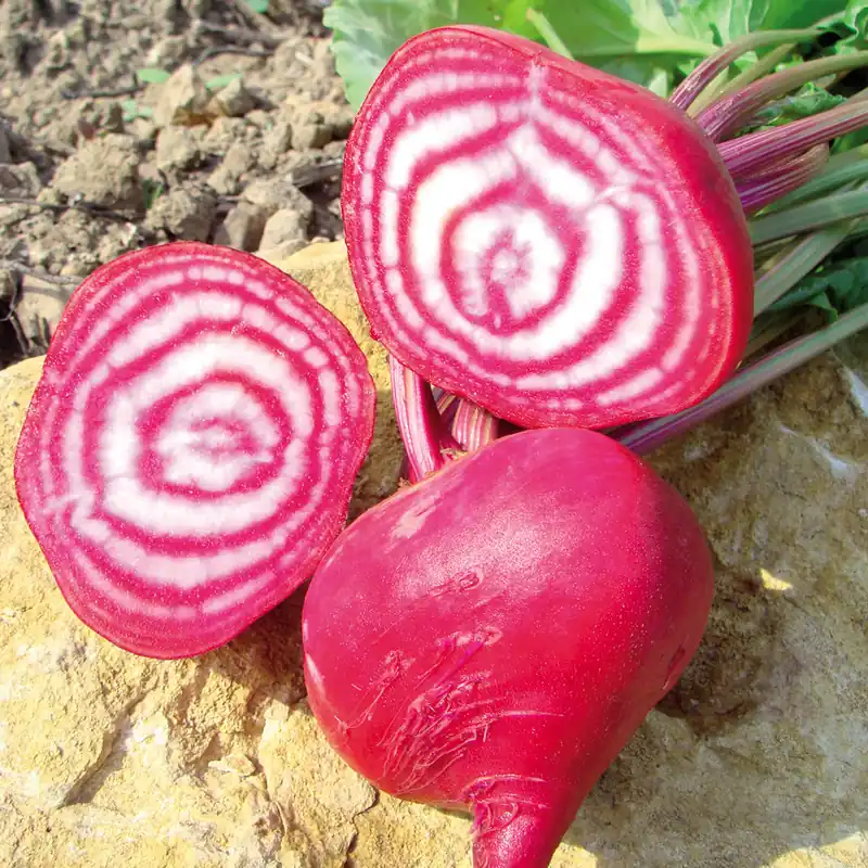 Zaden rode biet chioggia | Veel gekozen