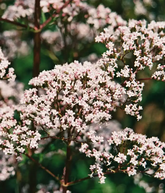 Voordeelprijs | Zaden valeriaan officinalis
