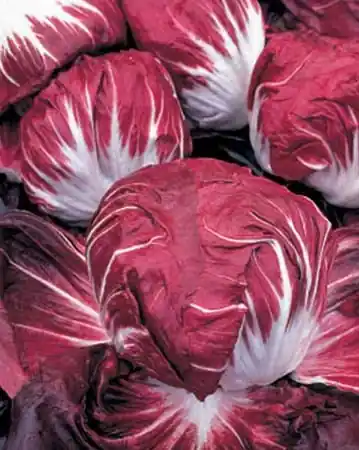 Zaden andijvie radicchio rouge de vérone - Flitsaanbieding