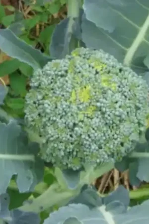 Zaden broccoli vert calabrais | Bespaar meer