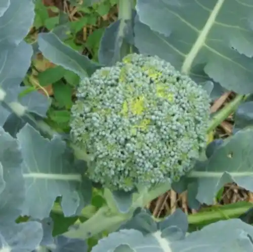 Zaden broccoli vert calabrais | Bespaar meer