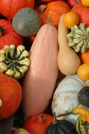 Zaden pompoen gemengd | Beste prijs