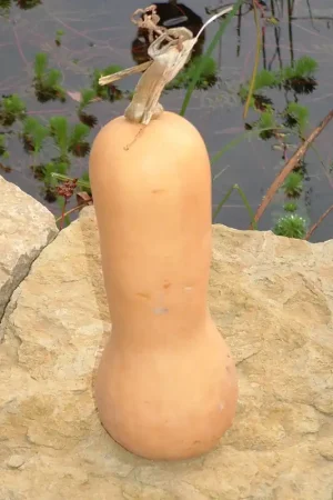 Zaden muskaatpompoen butternut - Profiteer nu