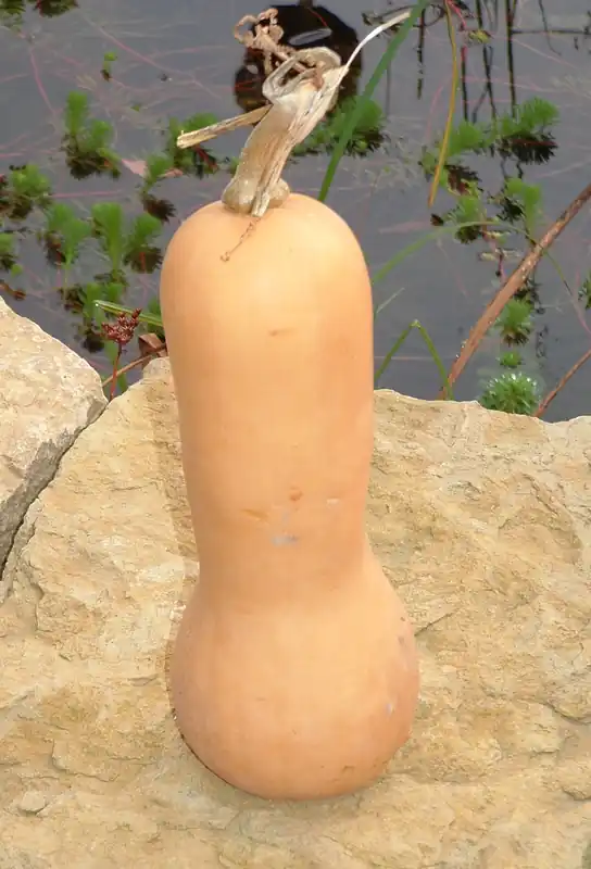 Zaden muskaatpompoen butternut - Profiteer nu