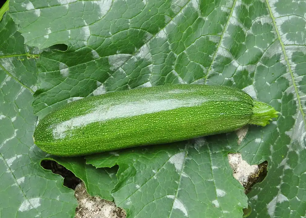 Populair | Zaden courgette mutabile