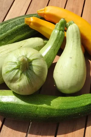 Zaden courgette mengeling - Klantfavoriet