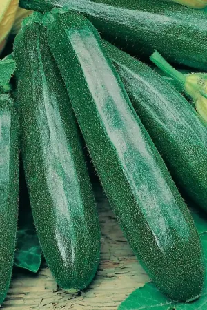 Zaden courgette black beauty - Professionele kwaliteit