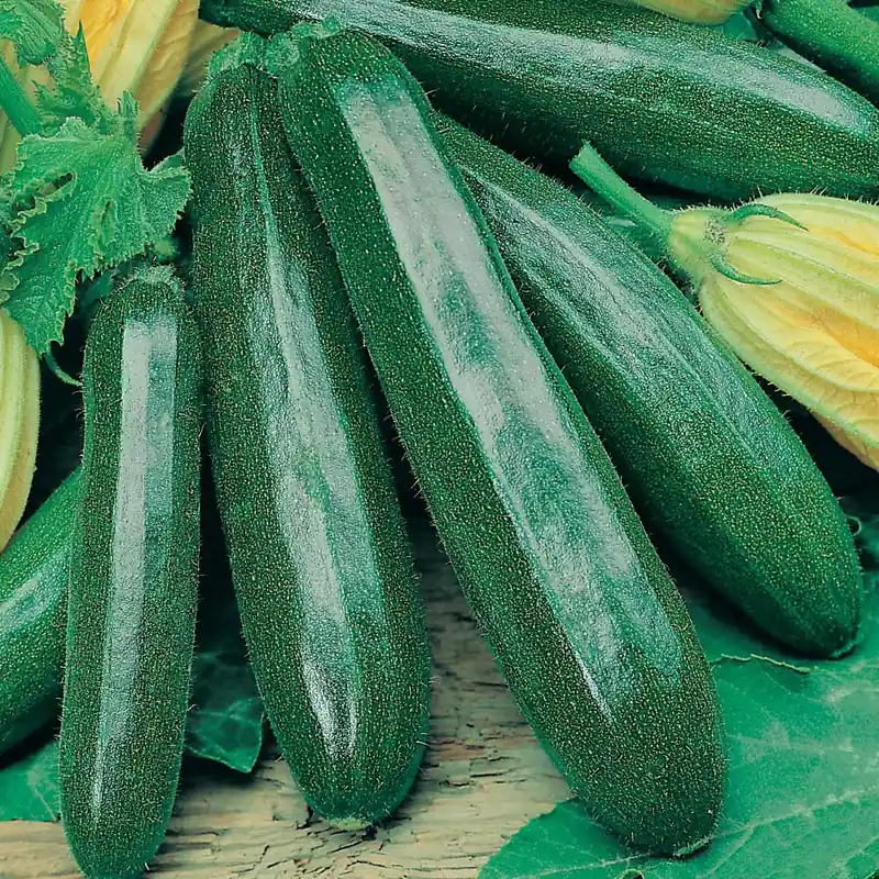 Zaden courgette black beauty - Professionele kwaliteit