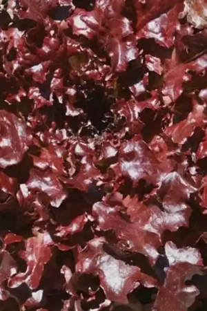 Zaden snijsla eikenblad "red salad bowl" | Expreslevering