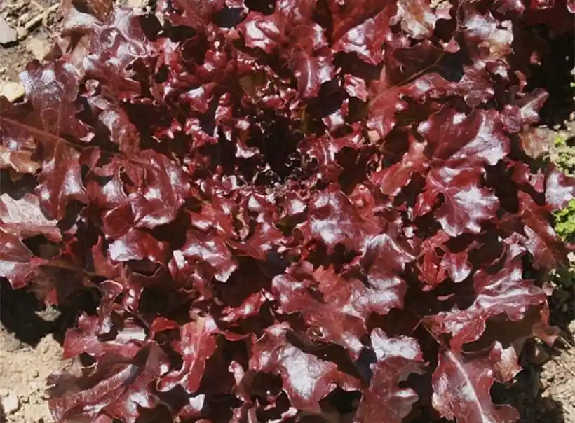 Zaden snijsla eikenblad "red salad bowl" | Expreslevering