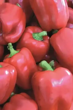 Zaden paprika yolo wonder | Alleen deze week