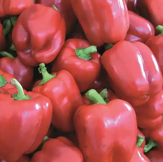 Zaden paprika yolo wonder | Alleen deze week