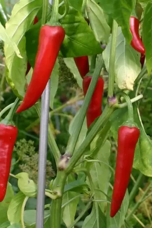 Bestseller - Zaden spaanse peper uit cayenne
