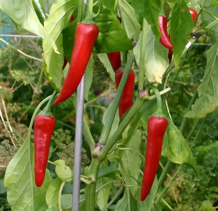 Bestseller - Zaden spaanse peper uit cayenne