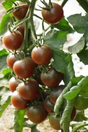 Zaden kerstomaat black cherry - Snelle verzending