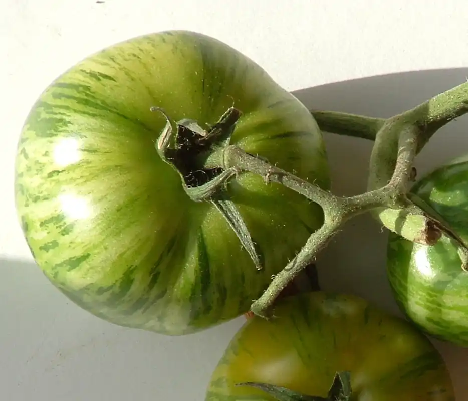 Professionele kwaliteit | Zaden tomaat green zebra