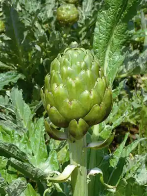 Expreslevering | Zaden artichoc imperial star