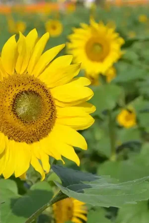Direct leverbaar | Zaden zonnebloem groot geel