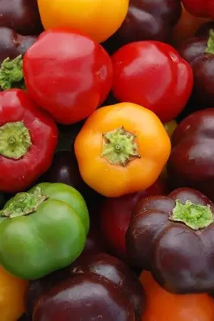 Zaden paprika mini bell mix | Voeg toe aan winkelwagen