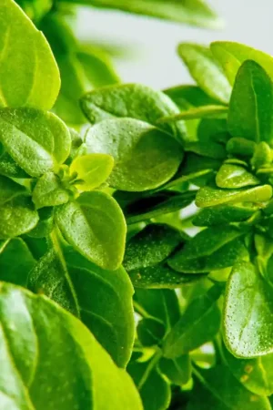 Zaden basilicum groen fijn | Direct bestellen