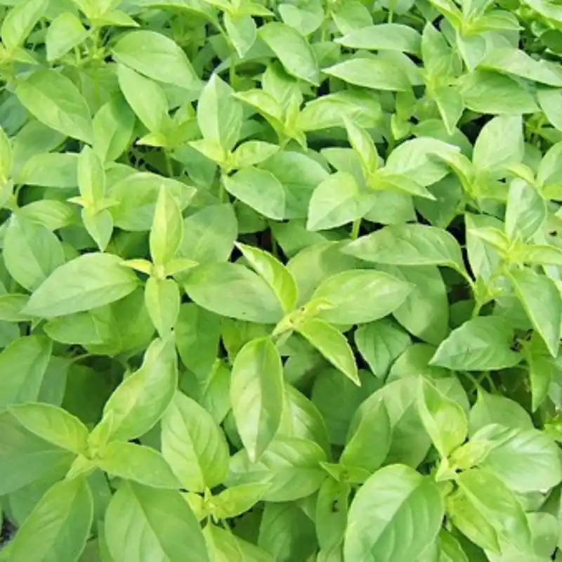 Zaden basilicum citronella - Fabrieksprijs