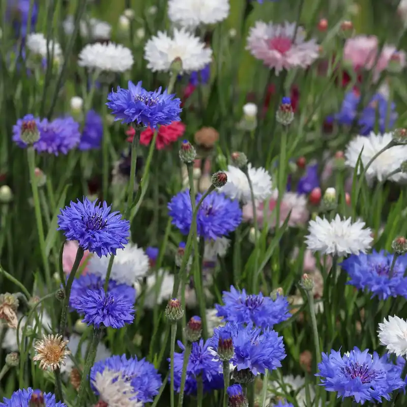 Net binnen - Zaden korenbloem gemengd