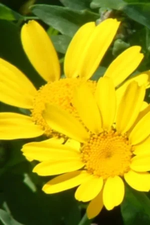 Zaden chrysant gele ganzenbloem | Bestseller