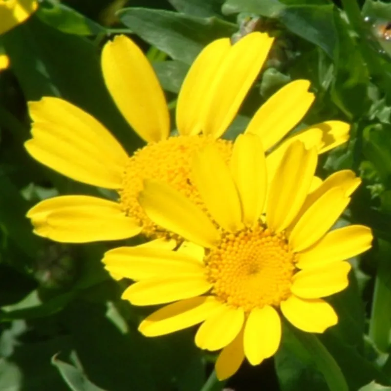 Zaden chrysant gele ganzenbloem | Bestseller