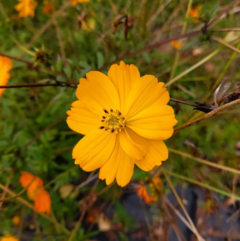 Net toegevoegd - Zaden cosmos oranje