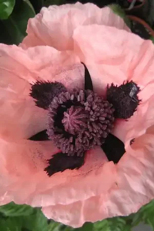Zaden papaver enkele roze | Fabrieksprijs