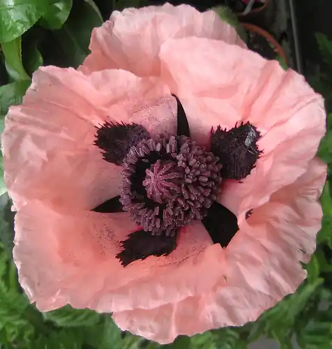 Zaden papaver enkele roze | Fabrieksprijs